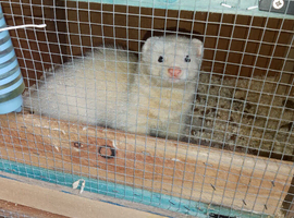 Ferret