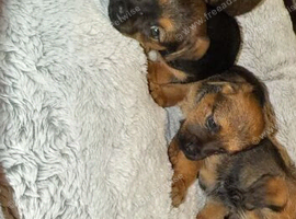 Border pups