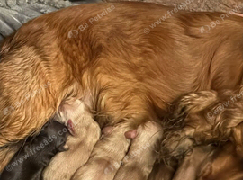 KC registered cocker spaniel puppies.
