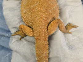 Red bearded dragon, male please read advert