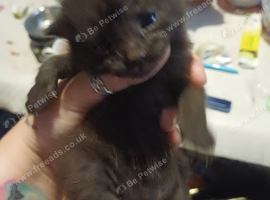 Two lot different kittens