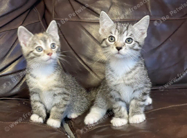 Silver Bengal (Mixed White)