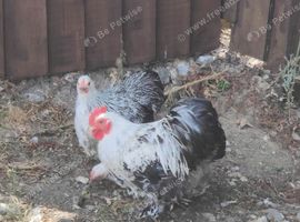 Pekin bantams
