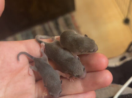 african pygmy dormice with pied gene