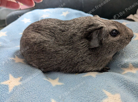 Young guinea pig boars