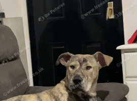 Cane corso cross Presa Canario Puppy