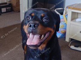 X2 rottweiler girls