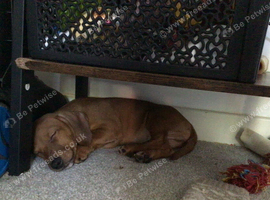 Puppy dauchunds