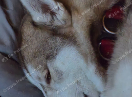 Male husky to be rehomed