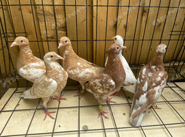 Highest quality Muleumans babies 2026 for sale in Birmingham