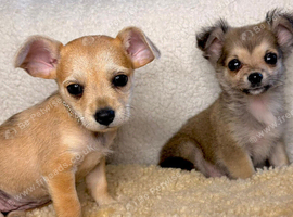 Last two! Tiny mini chihuahua x mini jack