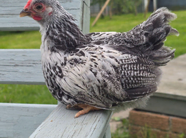 Silver Laced Wyandot rare breed, cockerel.