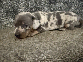 Miniature dachshunds