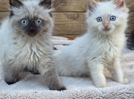 Ragdoll kittens