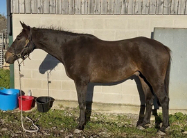 Big Quality Horse Ready To Start