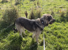 Rocky - Beautiful Young Caucasian Shepherd Mix - Loving Home Wanted