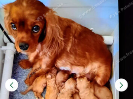 8 beautiful Cavoopoo puppies for sale, ready now.