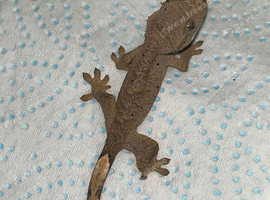 Young crested gecko ready to leave SOON!