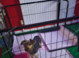 Yorkshire terrier