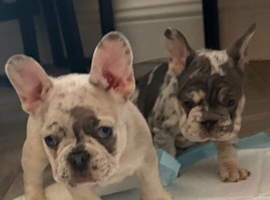 Gorgeous French Bulldog Puppies &ndash; Loving Homes Wanted