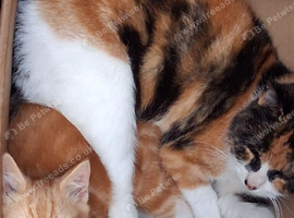 Norwegian Forest kitten cross