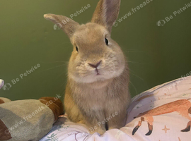 Rabbit for rehome
