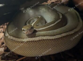Selling my beautiful female ball python