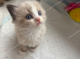 Beautiful kittens arę looking for loving forever homes