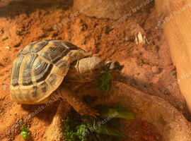 Tortoise