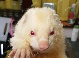 Half micro albino hobb ferret