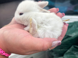 Netherland dwarf x mini lop