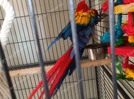 Beautiful macaw
