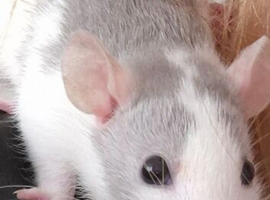 4 male dumbo rats