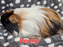Gorgeous female long haired friendly pig