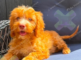 F1 apricot and fox red mini cockapoos 30 dna health tested clear