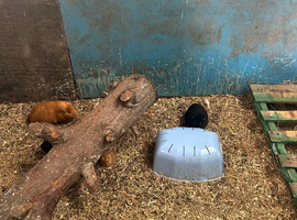Baby Guinea pigs for sale