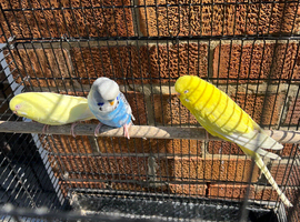 Budgies