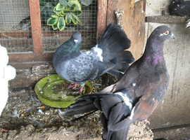Over fourty doves mixed colours
