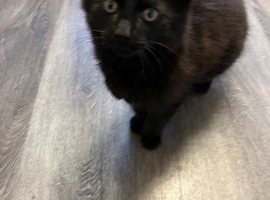 Chocolate brown kitten for sale