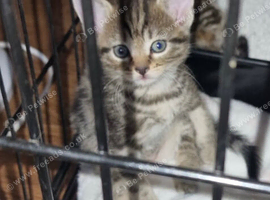 Kittens