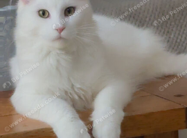 Maine coon kitten