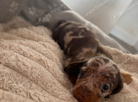 Miniature dachshund puppies