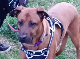 Looking for loving forever home