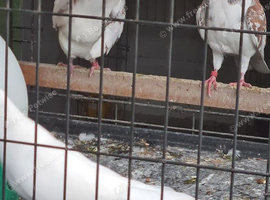 Mixed colours all young birds