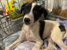 Lurcher boy 10 week old today ready for his forever home