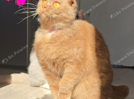 Cinnamon scottish fold