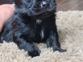 REDUCED LAST BOY Long hair full black chihuahua boy male