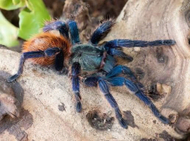 GBB FOR SALE