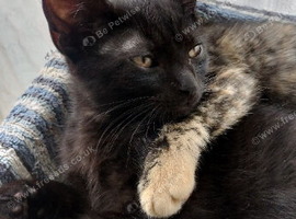 Black Kitten