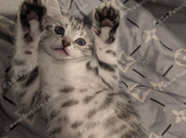 Maine coon mix